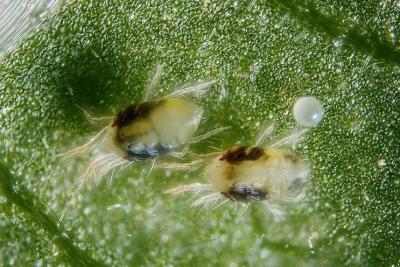 Spidermite Control 100мл - Акарицид