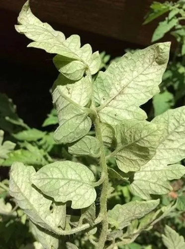Spidermite Control 300мл - Акарицид