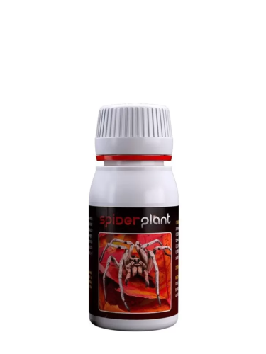 Spider plant 60ml